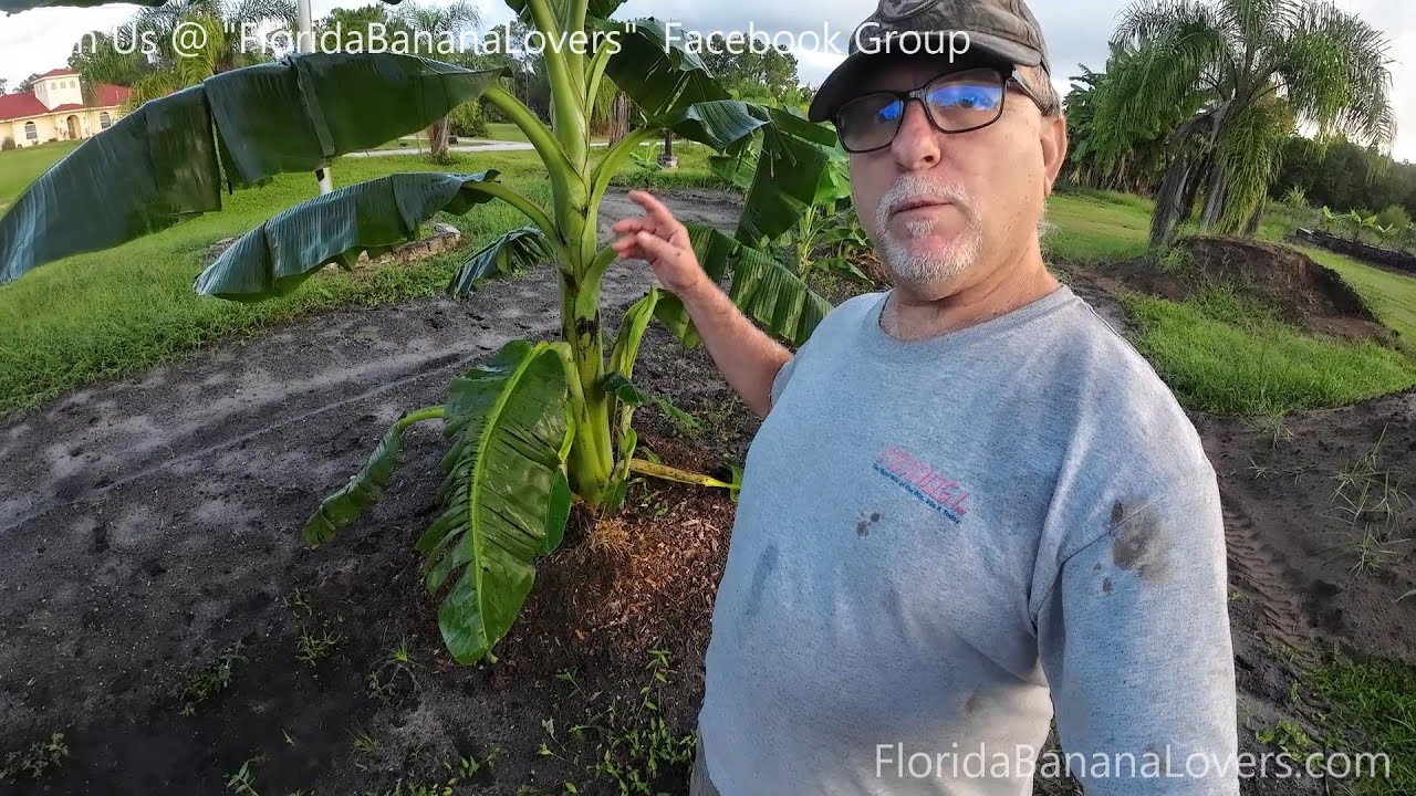 Fertilizing Banana Plants Naturally - Awesome Results!