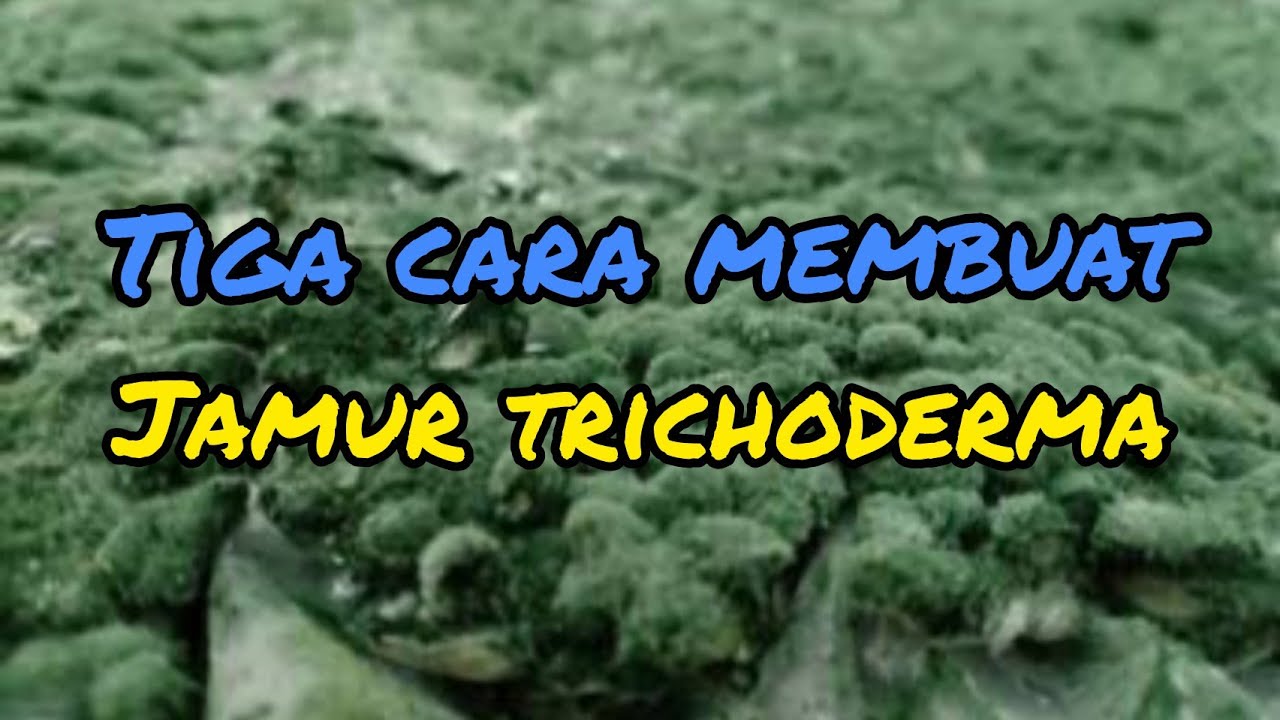 3 cara membuat jamur trichoderma||cara memancing jamur trichoderma,cara memperbanyak trichoderma sp