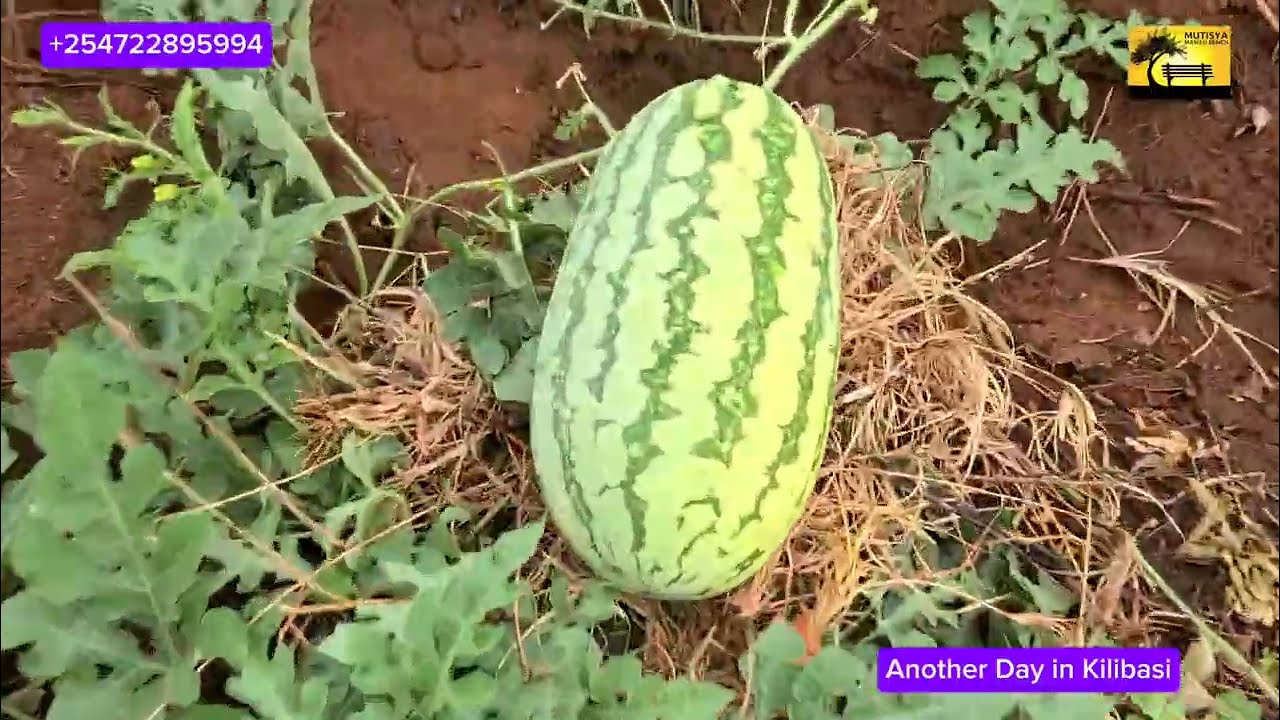 Rains are back in Kilibasi as watermelon nears maturity