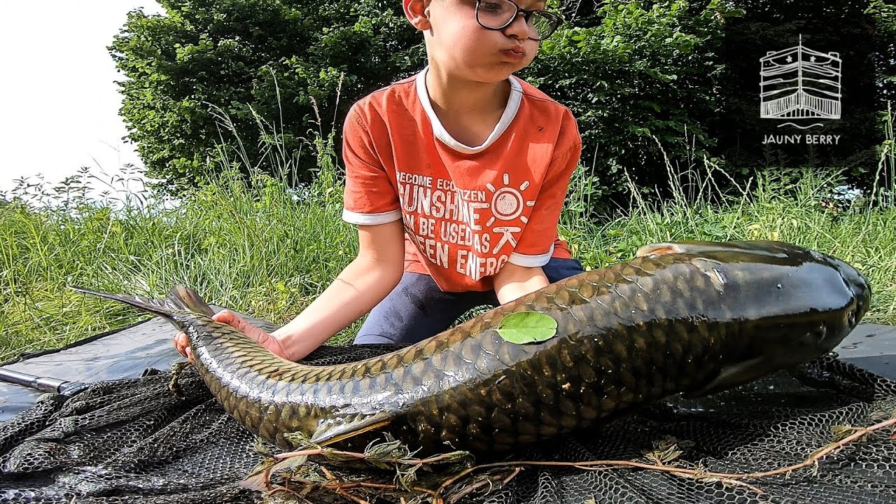 Pêche rapide à roder au canal - AMOUR BLANC au pain.