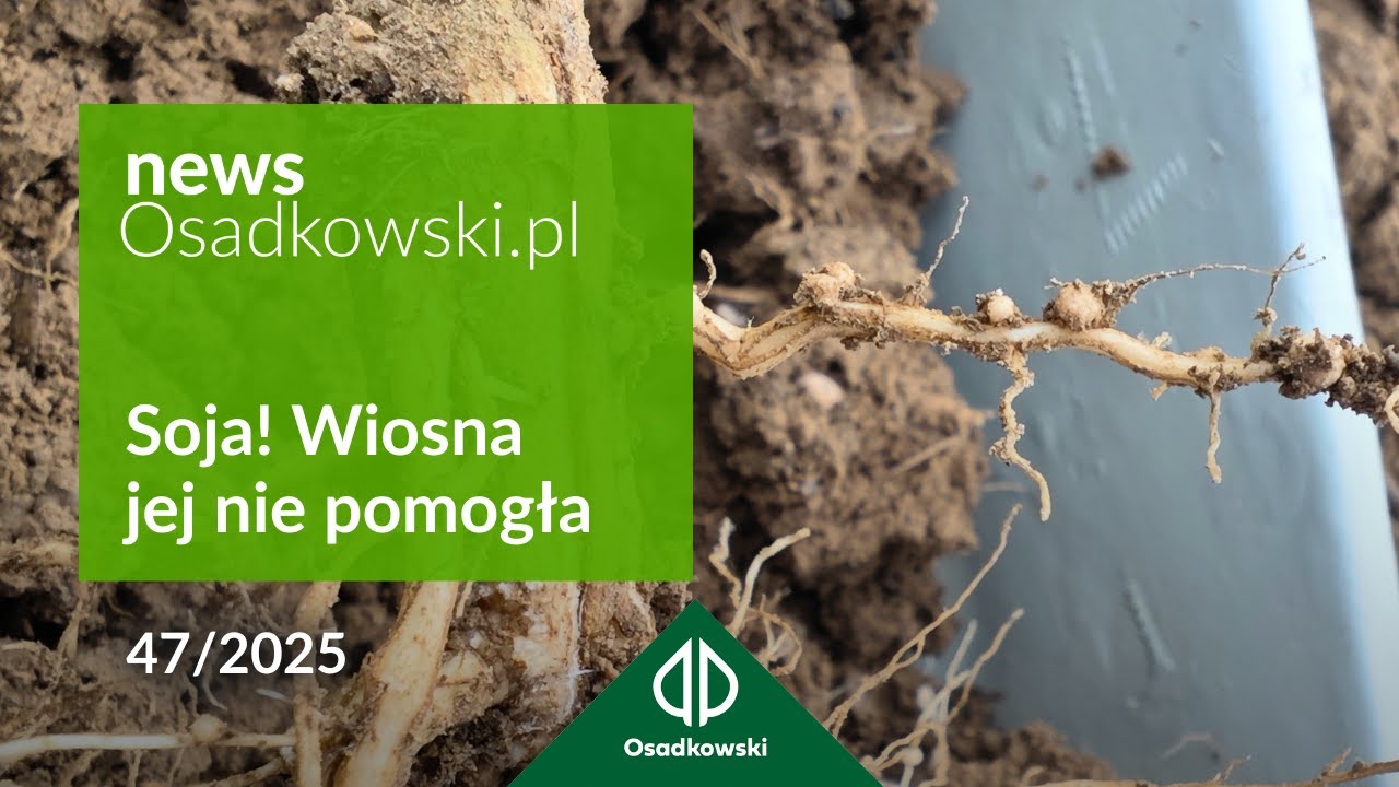 Trudny sezon w uprawie soi – przegląd sytuacji i zalecenia