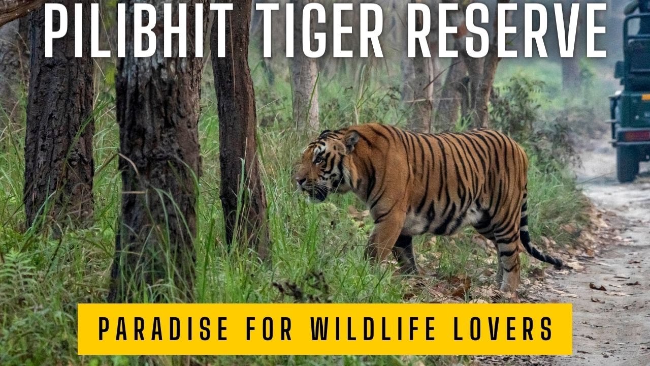 Pilibhit Tiger Reserve #How to Reach #beast #tigers #uptourism #bigcat