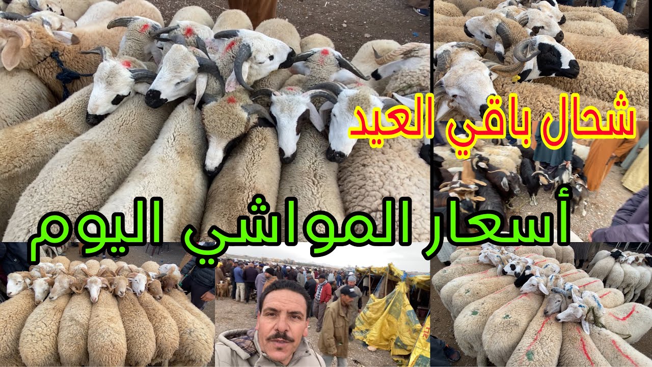 غلاء السوق الأسبوعي مزوارية وجدة اليوم 14 أبريل 2024كاين الحولي التمان والعيد الأضحى غمض عيونك حلهوم