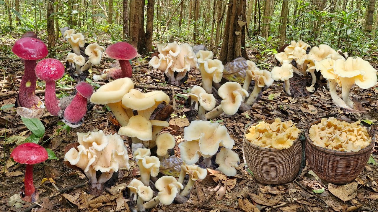 ขึ้นหมายหลังเขาเจอทั้งเห็ดผึ้งแดงขาลายเกิดไหม่หมานทั้งเห็ดมันปูดอกงามๆวันนี้ยังหมานล้นสองตะกร้า