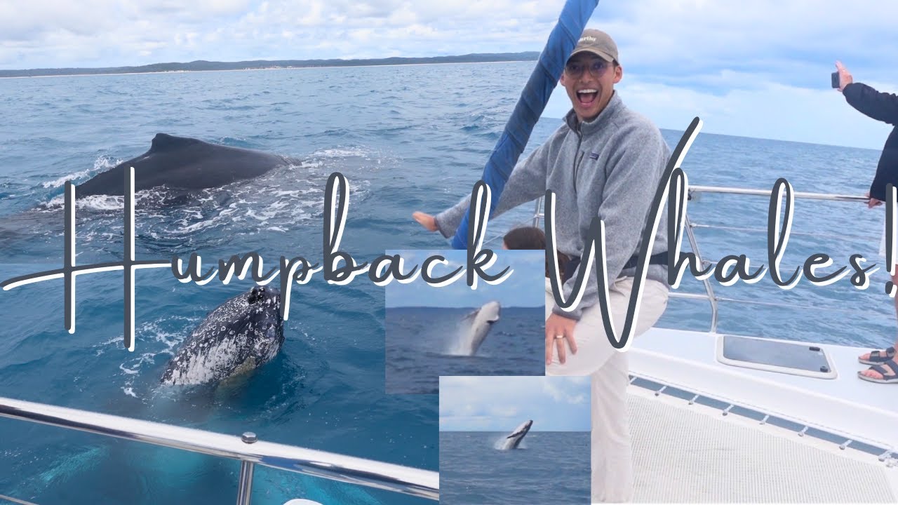 Whale Watching in Hervey Bay | once in a lifetime sightings!