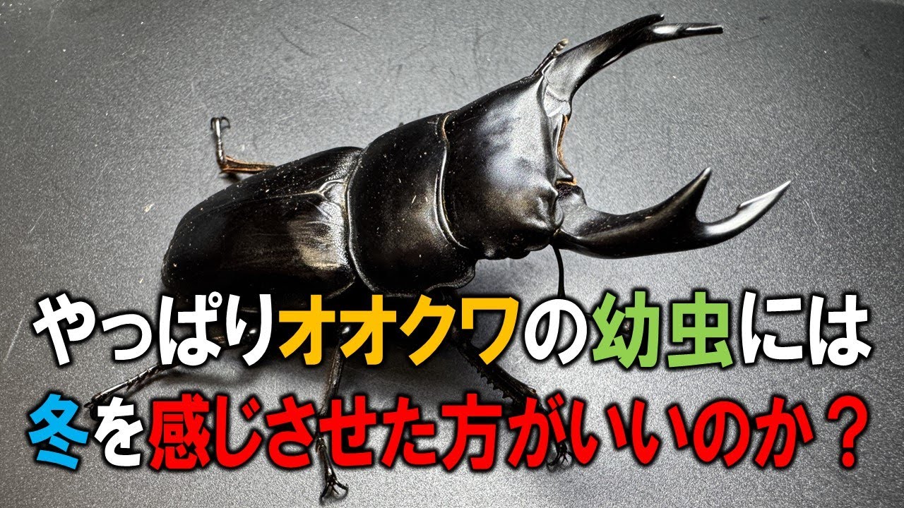 なかなか羽化しないオオクワたち…やっぱり冬を感じさせた方がいいのだろうか？