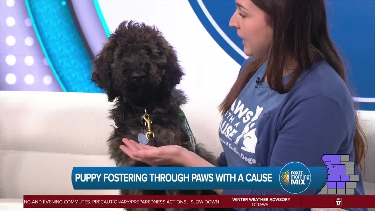 Paws with a Cause: Puppy Fostering