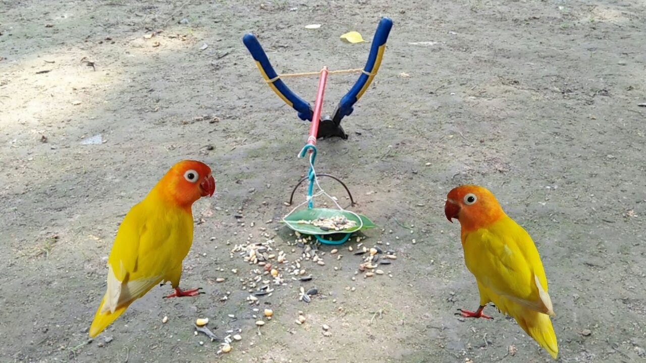 Easy Parrot Trap Using Pliers - Simple DIY Creative Colored Pencil Parrot Bird Trap That Works 100%