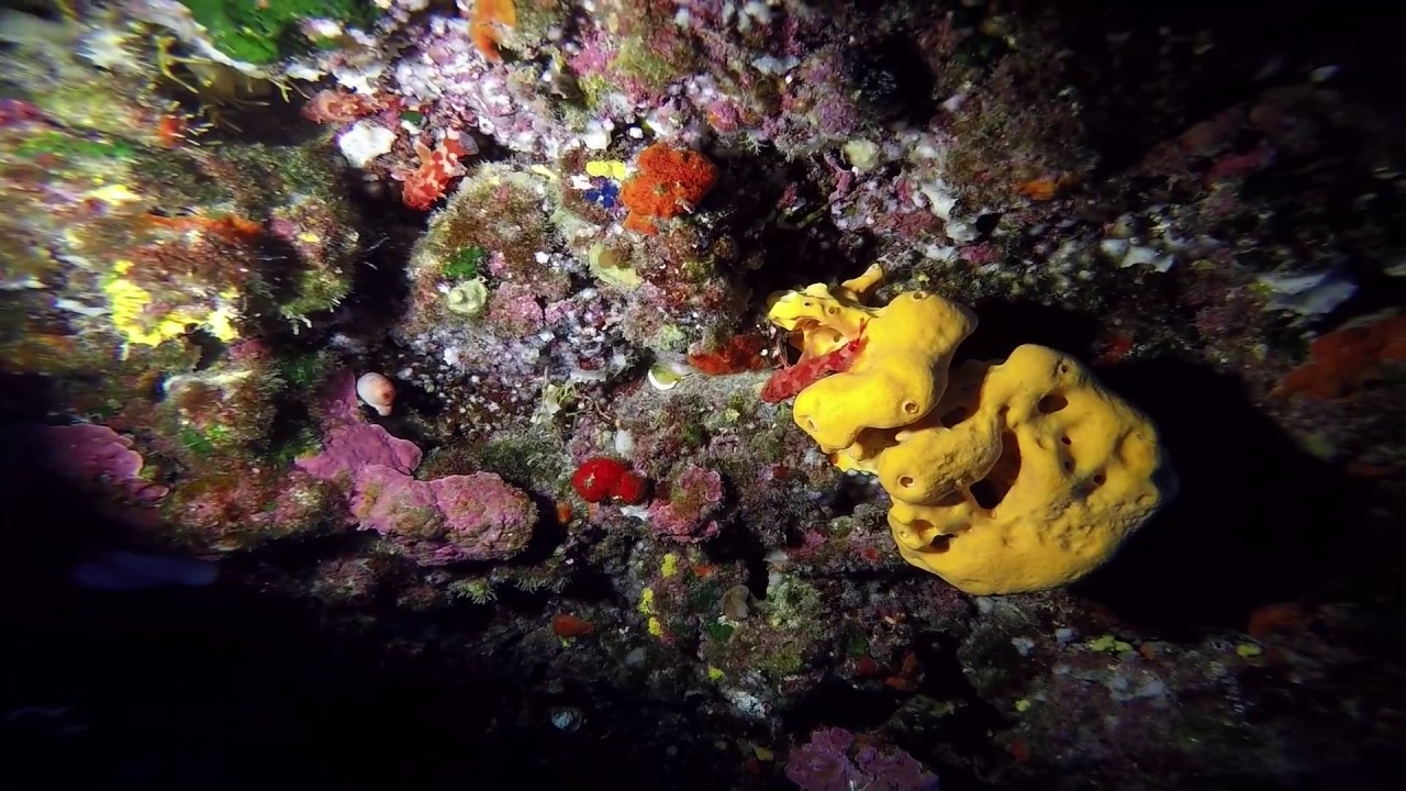 Malta Diving: Lantern point on Comino