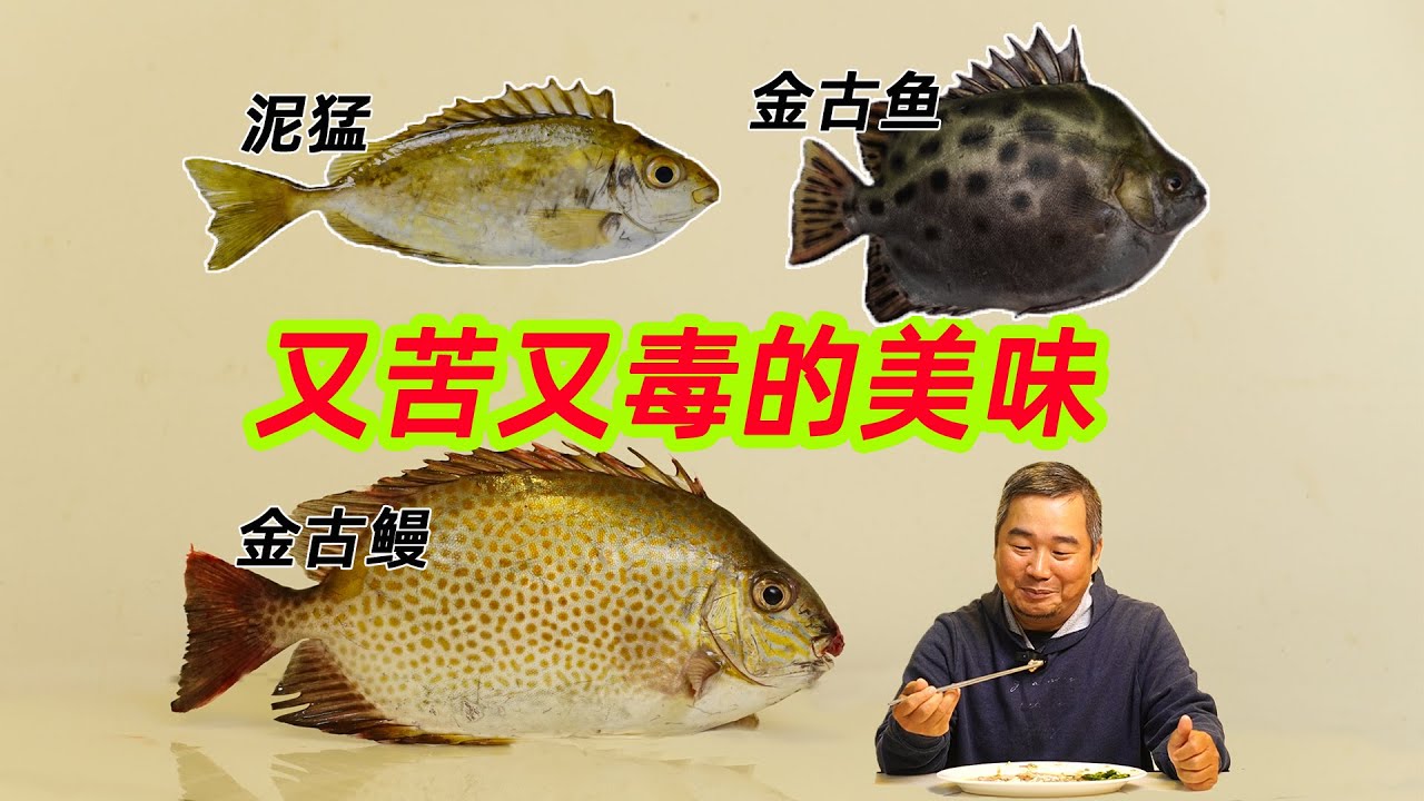 用科学，把又毒又美味的泥鯭鱼、金古鳗和金鼓鱼吃明白  ｜臭肚鱼｜深水泥鯭｜白肚魚｜金古鯭｜花泥猛｜象魚｜打铁鱼｜变身苦｜