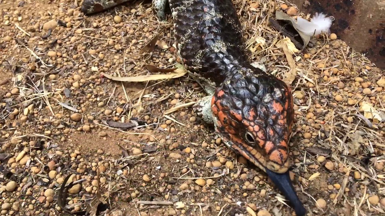 Bluetongue lizard (or bobtail skink) at our house in Western Australia.