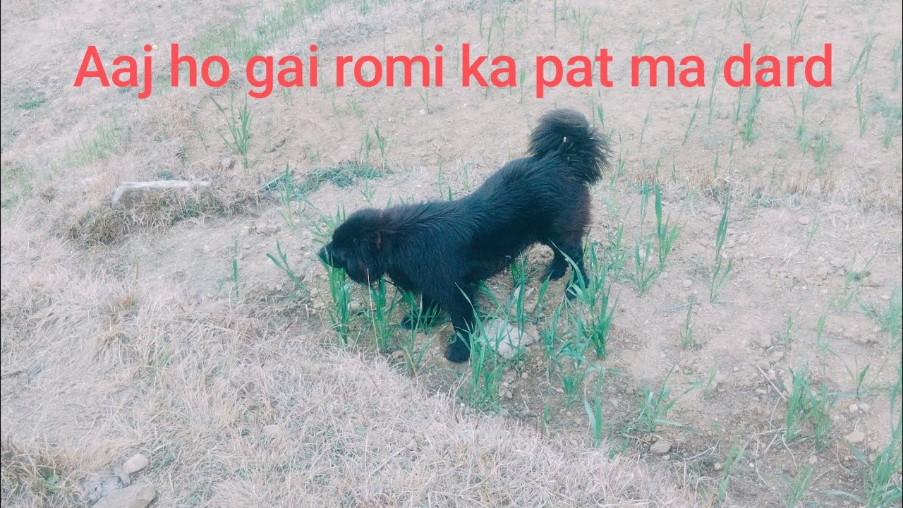 Aaj romi ka pat ma dard ho gai
