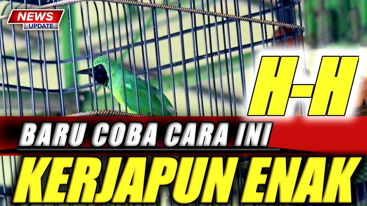 KETEMU EMOSINYA❗CUCAK IJO MANDI H-H ENAK,SIAP LOMBA COBA SAJA,BISA TAU EMOSI DAN BIRAHI||KICAUMANIA