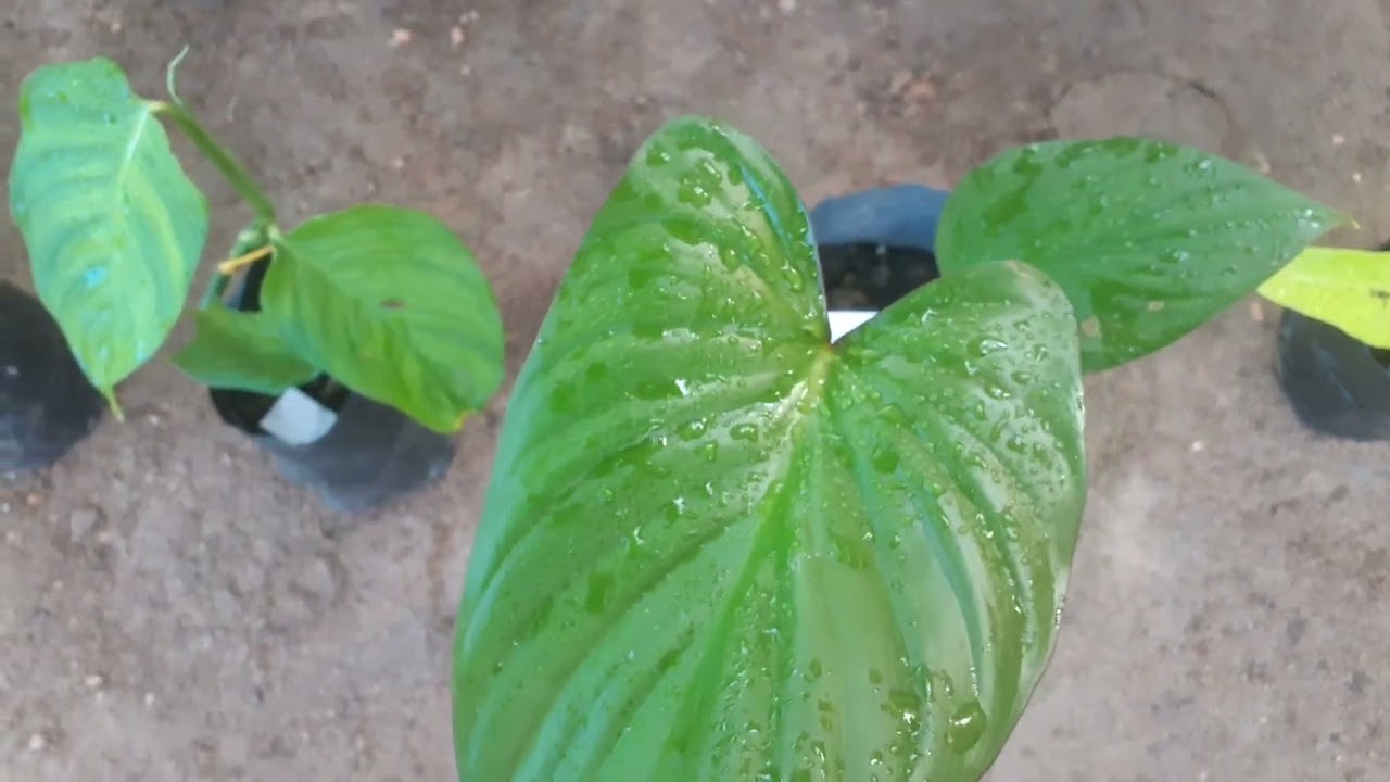 28 වෙනි පැල සේල් ගෙනාවා අවශ්‍ය කෙනෙක් ඉන්නවනම් watsapp මැසෙජ් දාන්න 0775531854 @refugiomental6032