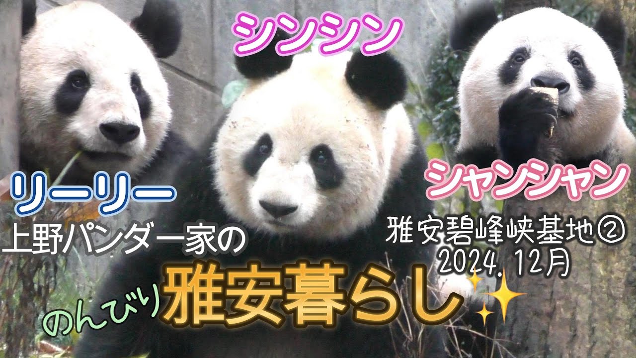 【のんびり雅安暮らし✨】シンシンの横顔に魅入っちゃった💕フリーダムリーリー✨おやつで昇天シャンw🍎【雅安碧峰峡基地②2024.12】Giant Panda 比力(力力)、仙女(真真)、香香