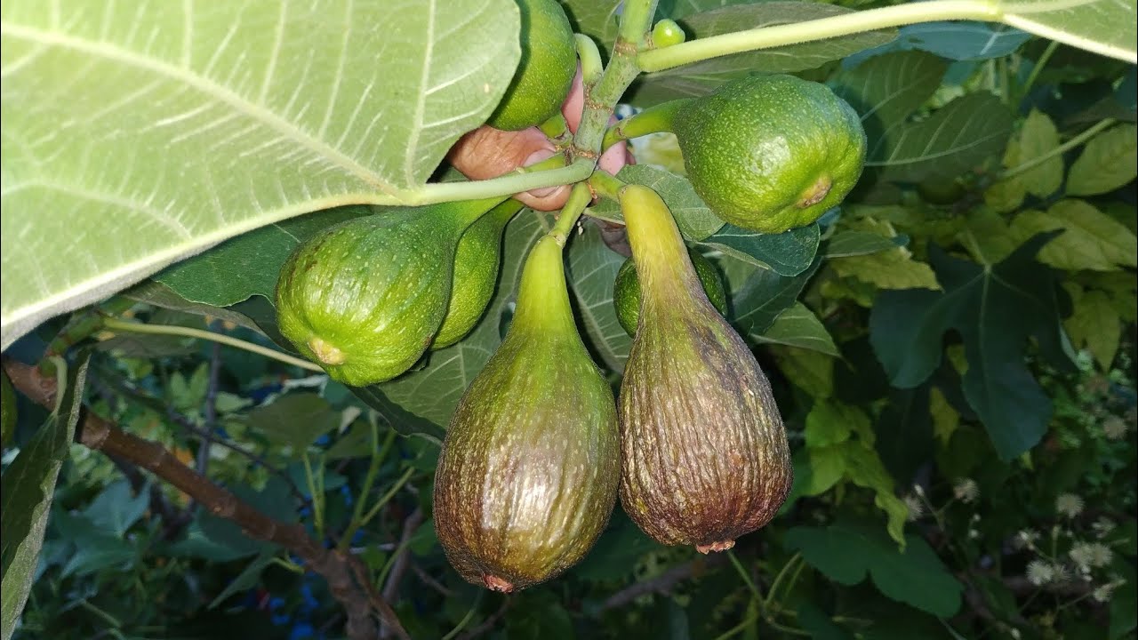 Ripe Figs in June (Ficus carica, maybe 