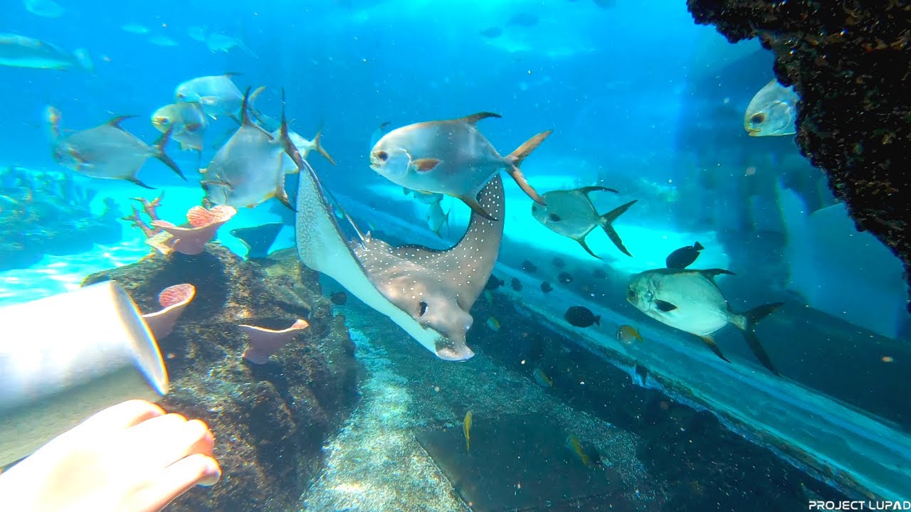 The ultimate ocean experience awaits // CEBU OCEAN PARK