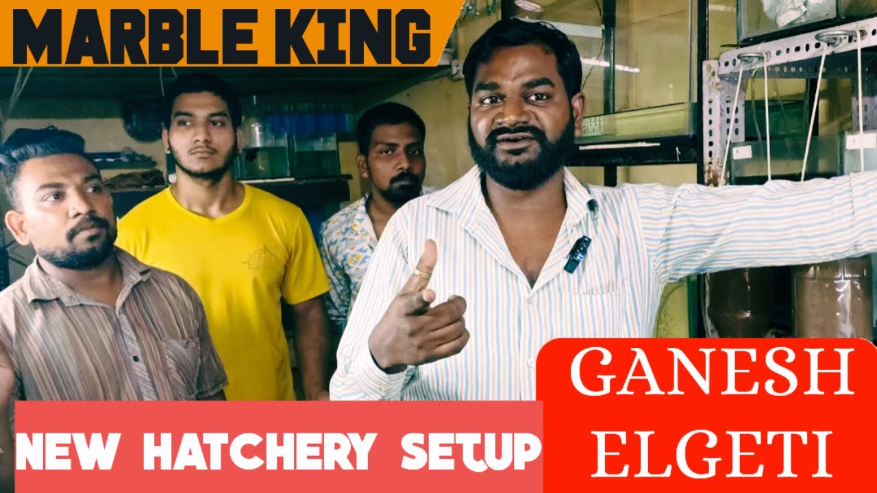 New hatchery setup | angelfish breeding | Ganesh Elgeti | angelfish | marble angels | angelfish sale