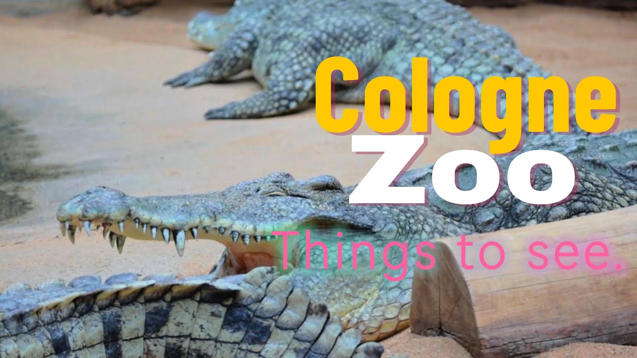 Cologne Zoo || Best zoo to take pictures.