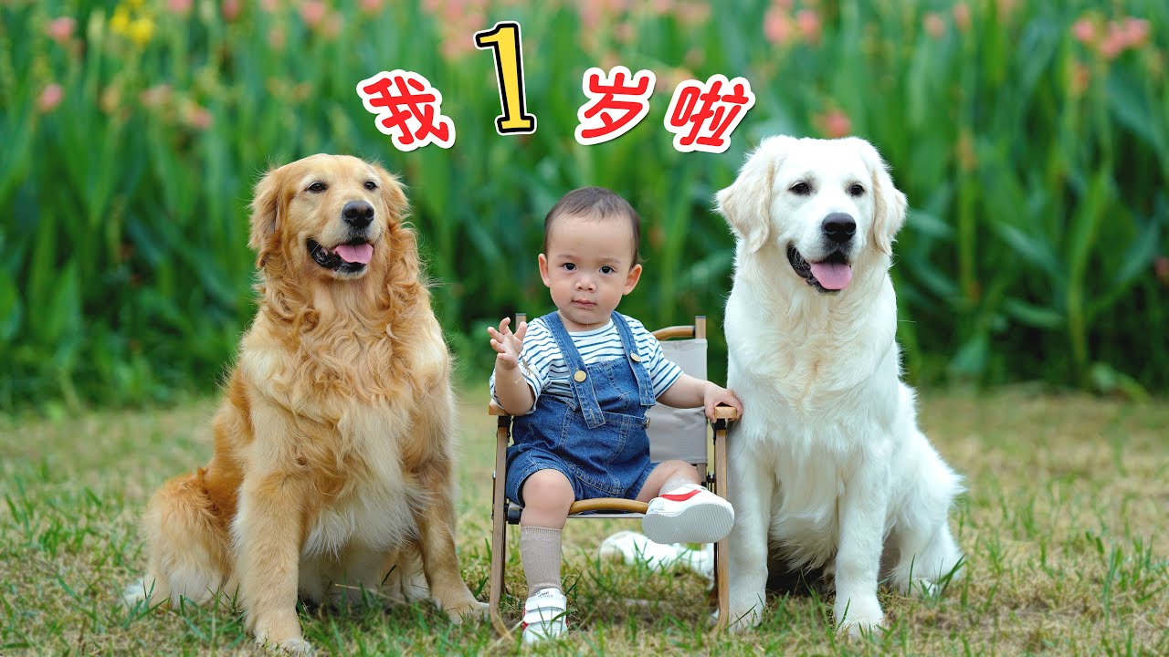 小宝宝迎来1岁生日，有两只大金毛陪伴太幸福了！
