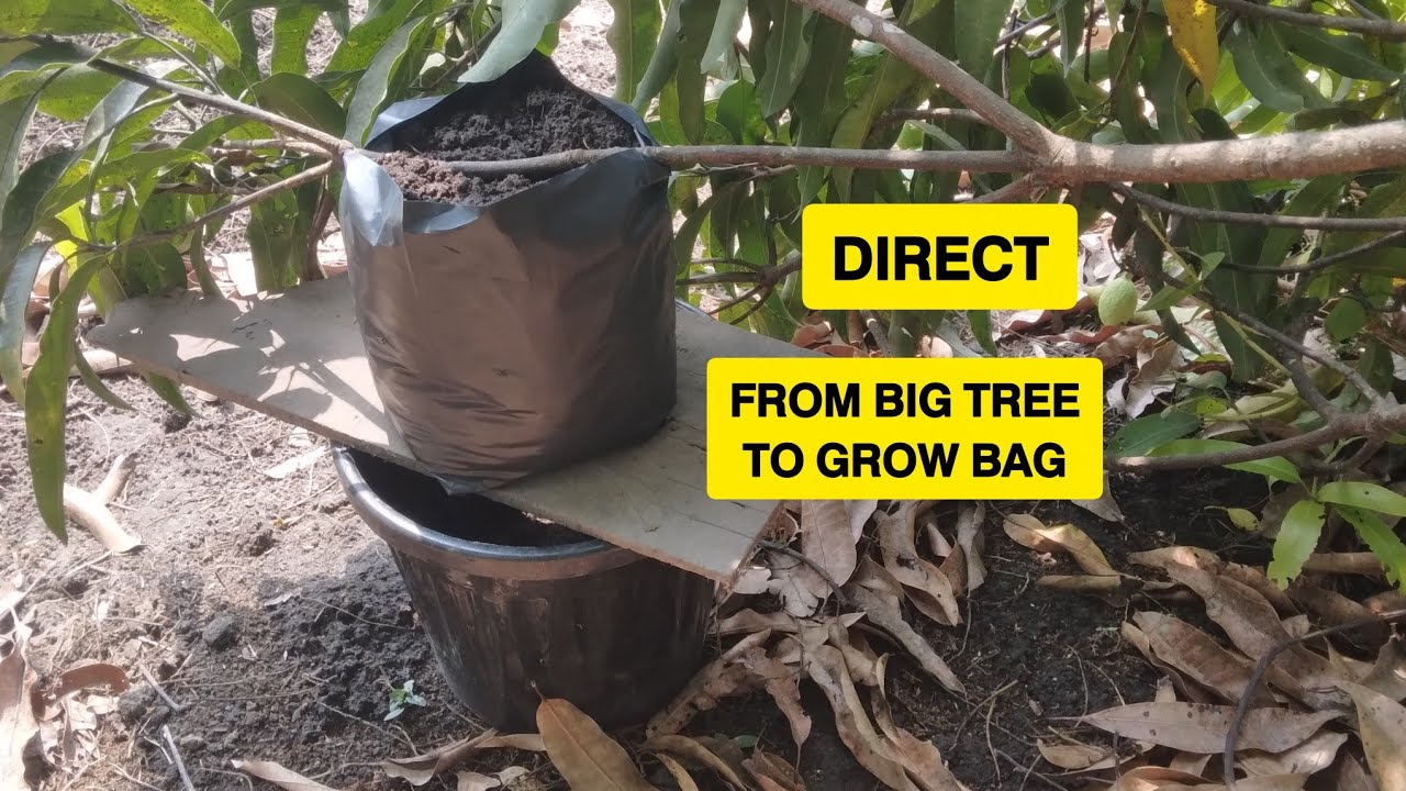 𝗚𝗥𝗢𝗨𝗡𝗗 𝗟𝗔𝗬𝗘𝗥𝗜𝗡𝗚 𝗠𝗔𝗡𝗚𝗢 𝗧𝗥𝗘𝗘 #mango #tree #layeringtechniques #fruit #farming 