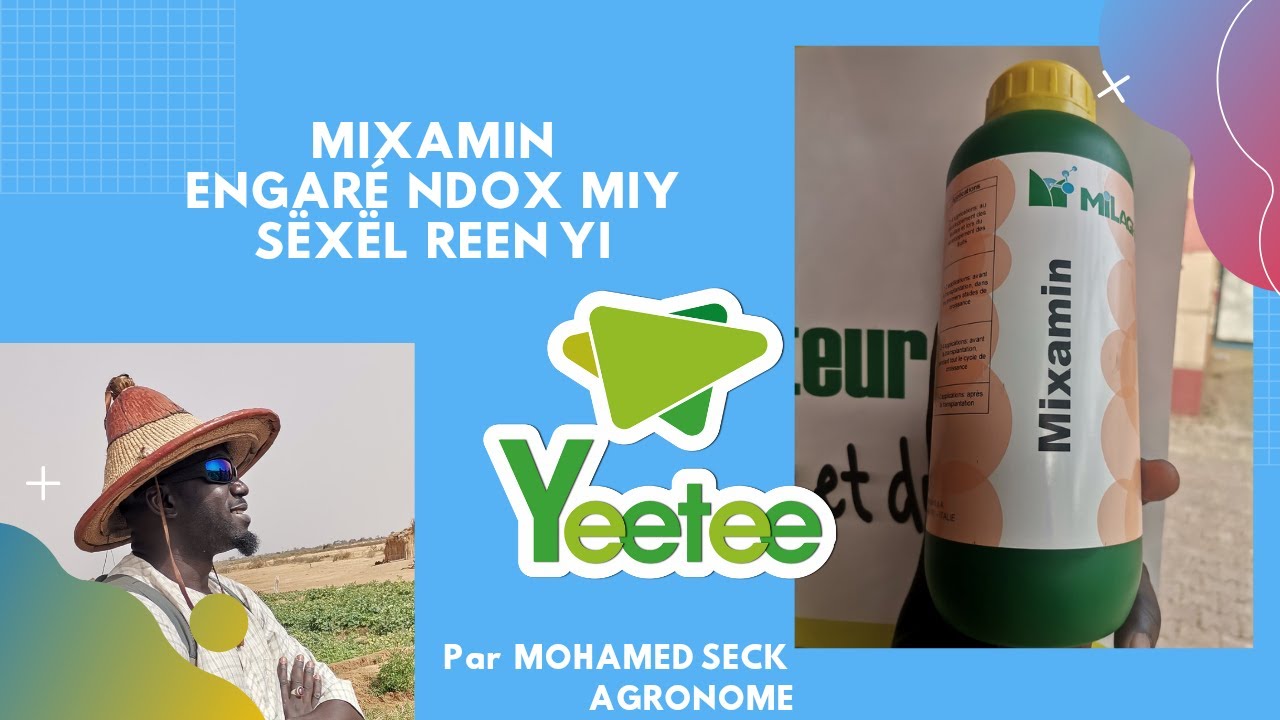 Yeetee : mixamin ENGARÉ NDOX MIY SËXËL REEN YI