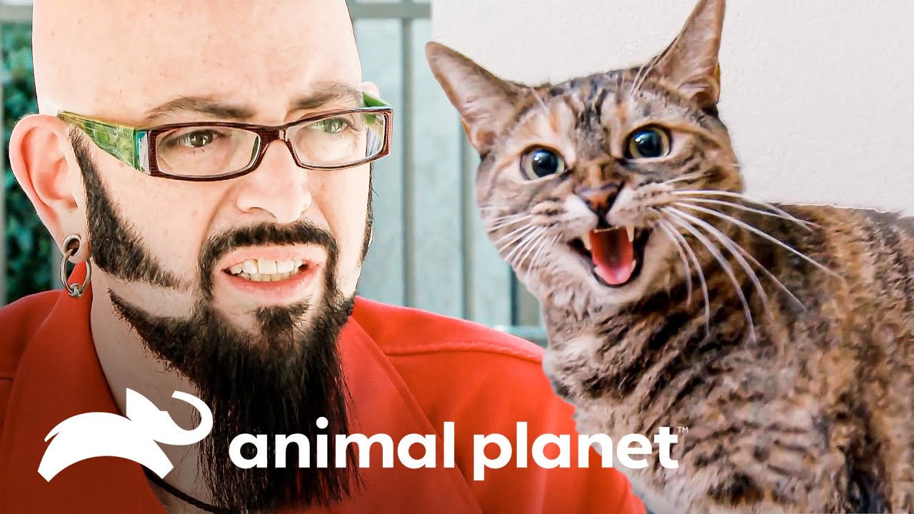 Una agresiva gata no permite visitas en su casa | Mi gato endemoniado | Animal Planet
