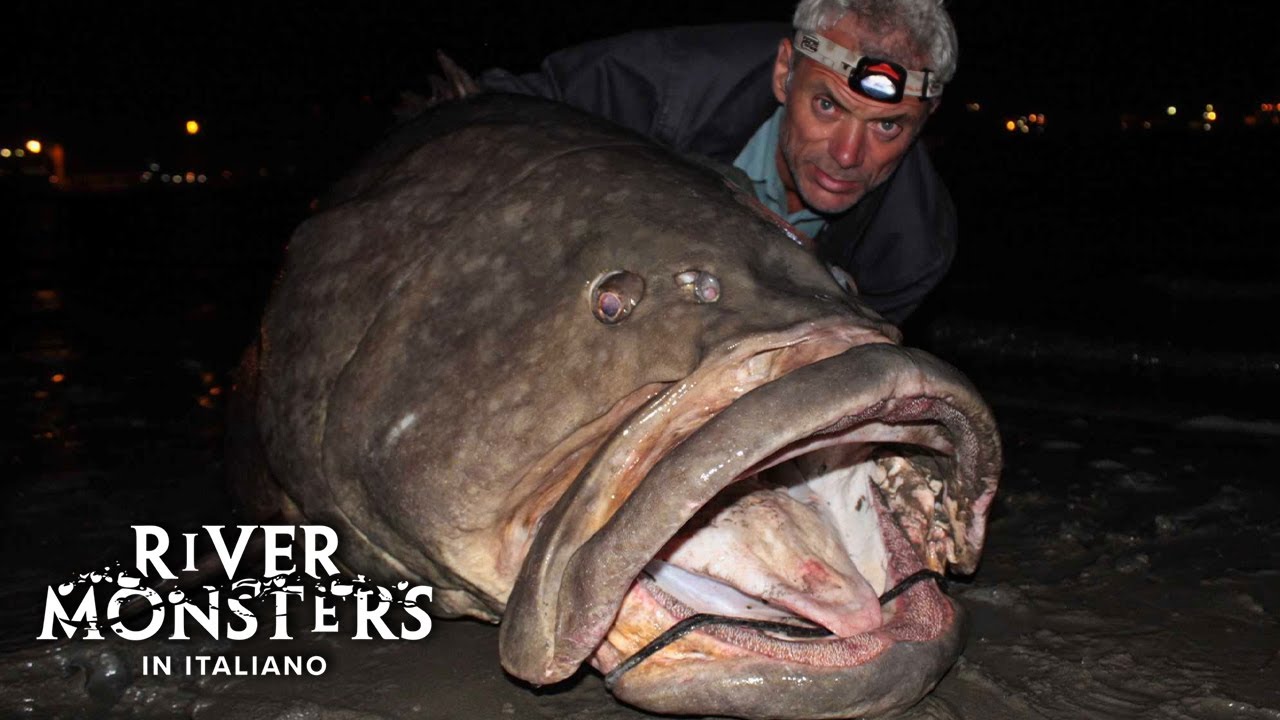 Catturo Questa ENORME CERNIA mentre cerco lo Squalo Toro - River Monsters ITA