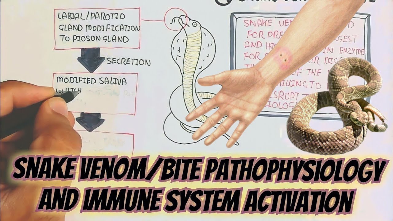 Snake Bite Pathophysiology @umerfarooqbiology7083