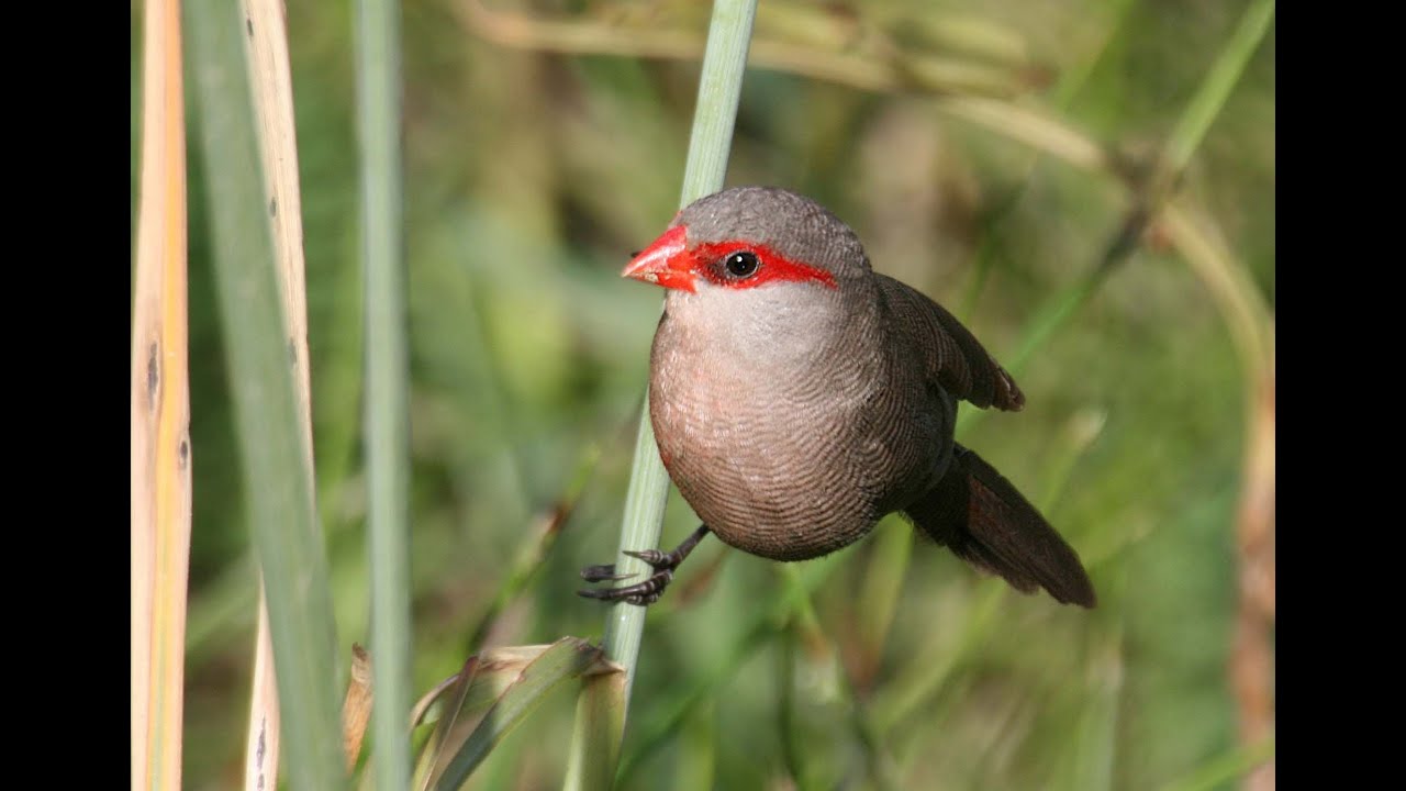 Common Waxbill - Filmed by Greg Morgan