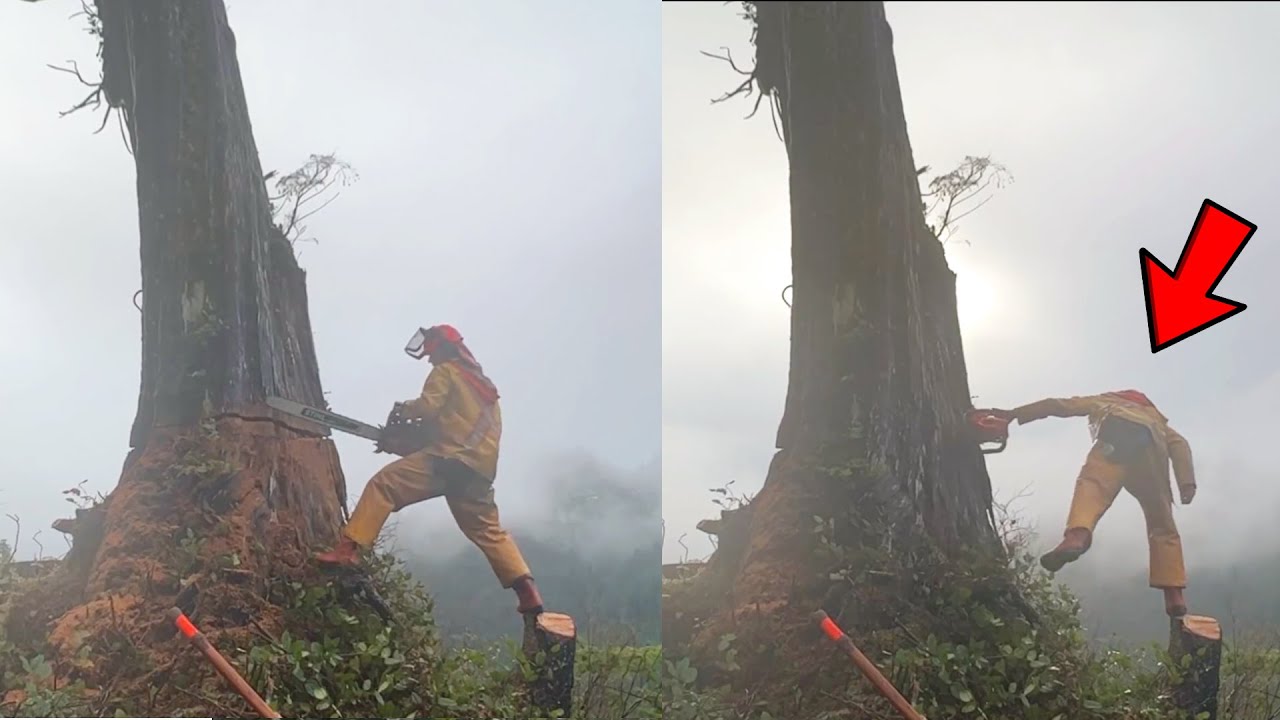 Dangerous Mountain Tree Cutting Skills ! Fastest Big Tree Felling Chainsaw Machine ! Bjarne Butler