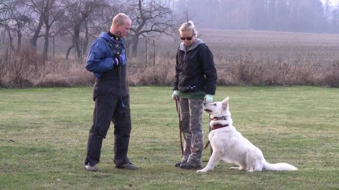 White swiss shepherd-training of defence/Ayla Shengul Nubika