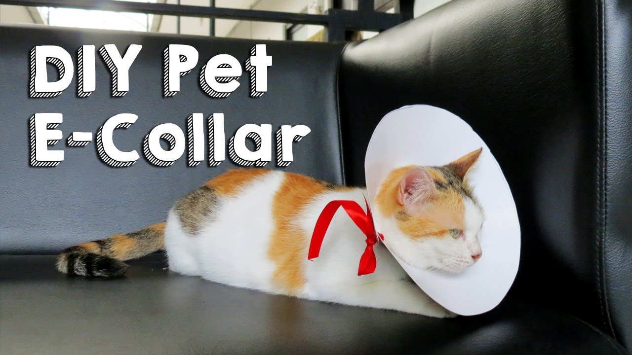 DIY Pet E-Collar