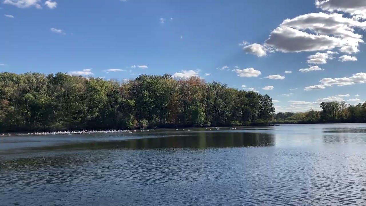 Peaceful Swan Lake for Sleep & Relaxation! (Nature ASMR)