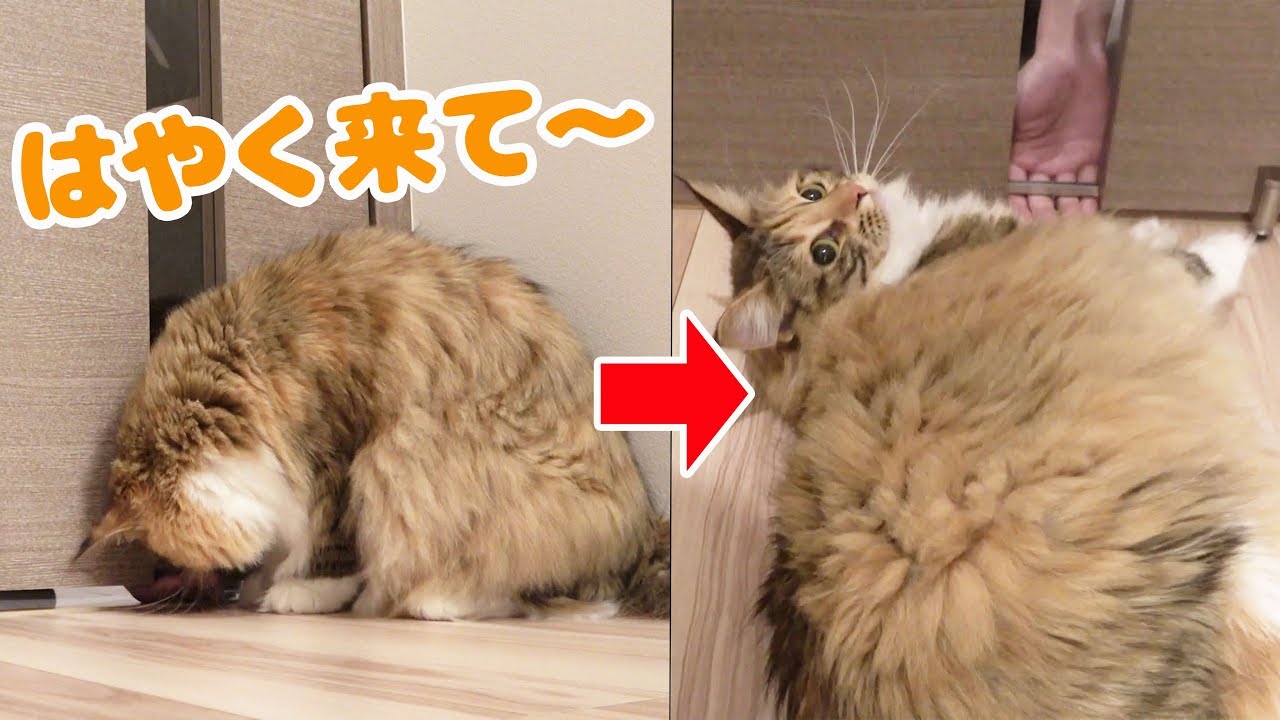 飼い主が帰宅した時のちゃちゃの癖が可愛すぎる