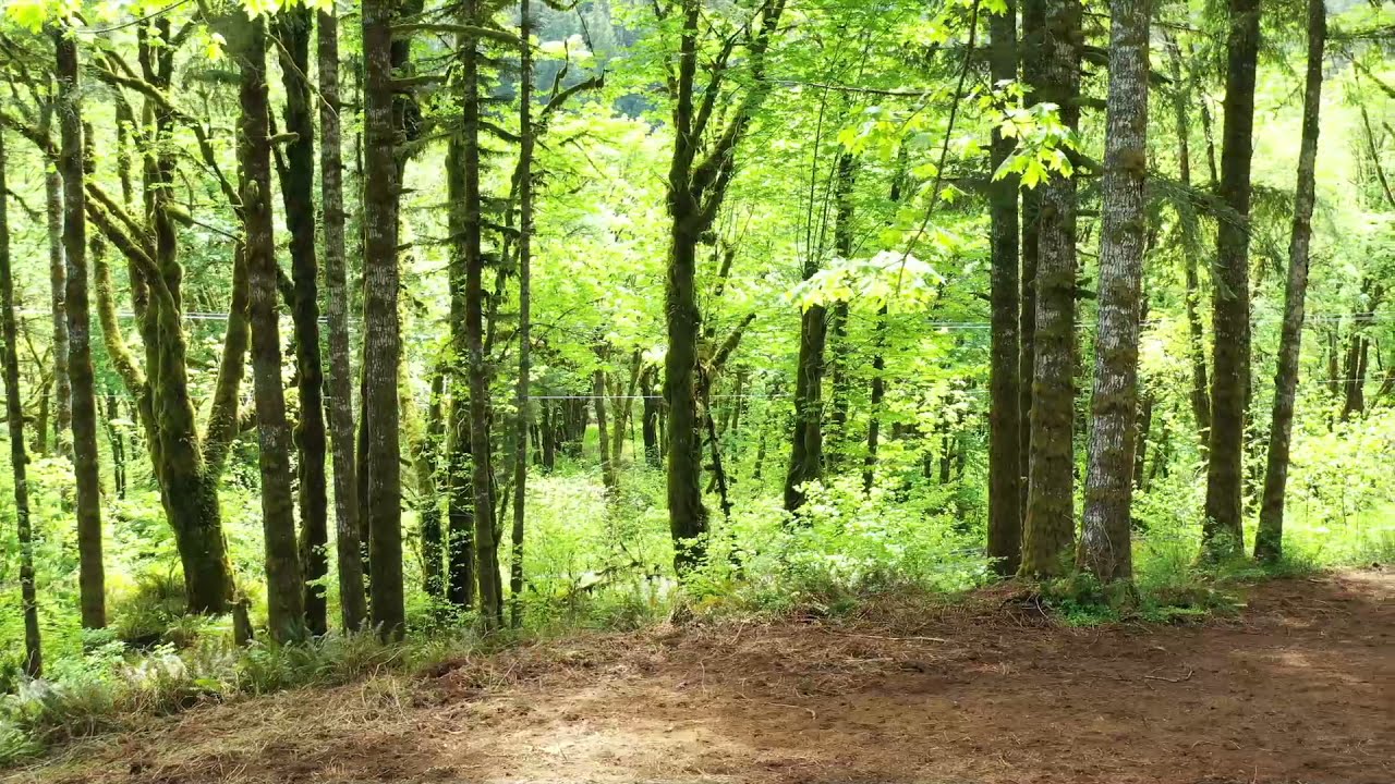 Wilson River Hwy Lot / Land for sale