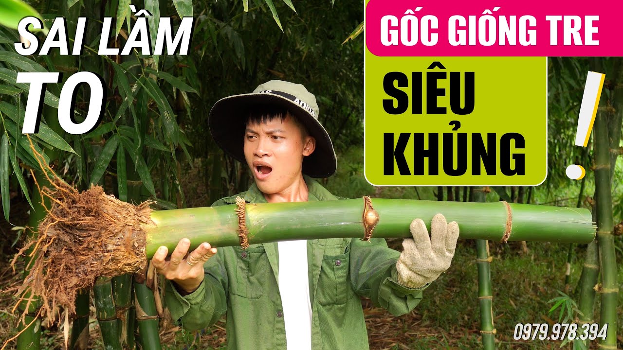 GỐC GIỐNG TRE KHỔNG LỒ | SAI LẦM KHI Đ&Agrave;O GỐC TRE ĐEM TRỒNG | GIỐNG MĂNG TRE TỨ QU&Yacute;