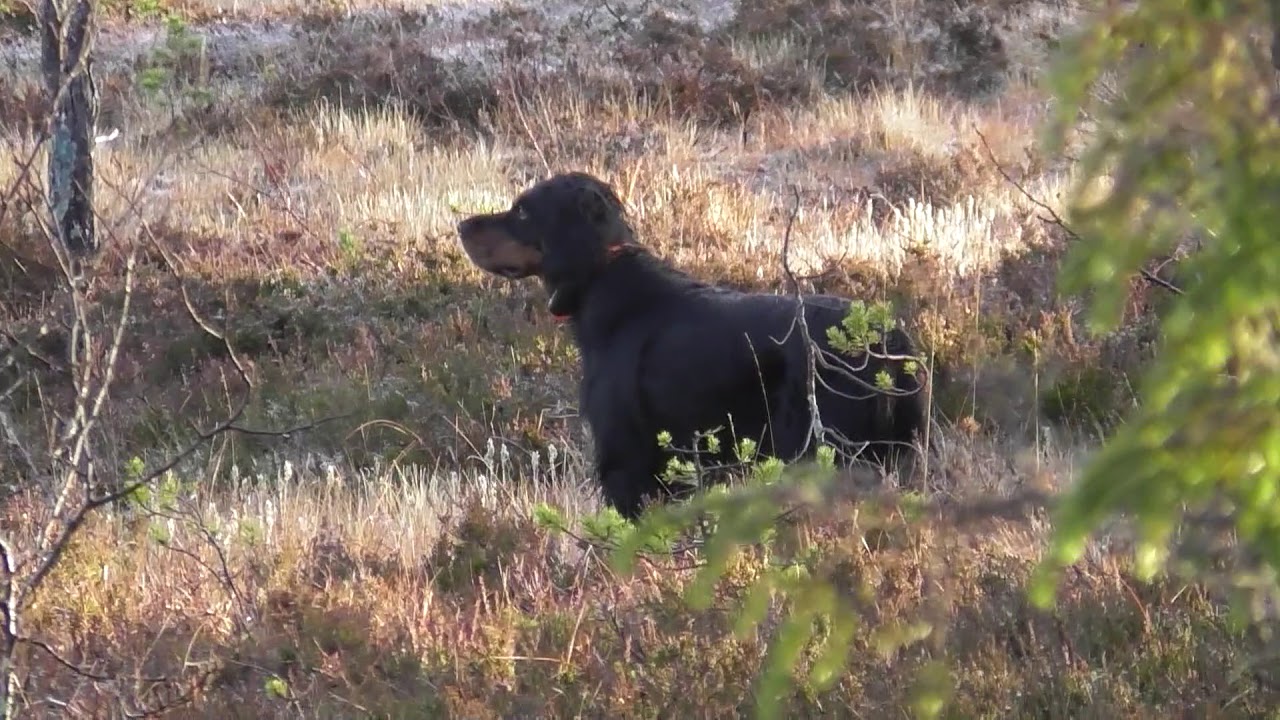 Skogsfugljakt i Trøndelag  November 2018, med fuglehund.