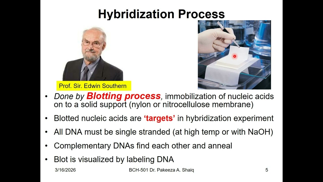 DNA hybridization-1