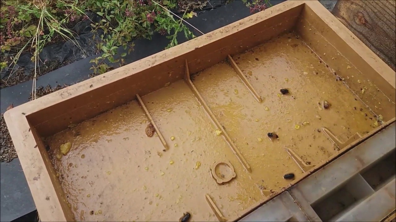 Stupina din Franta 2019 [05 Aug] - A treia zi dupa restartare