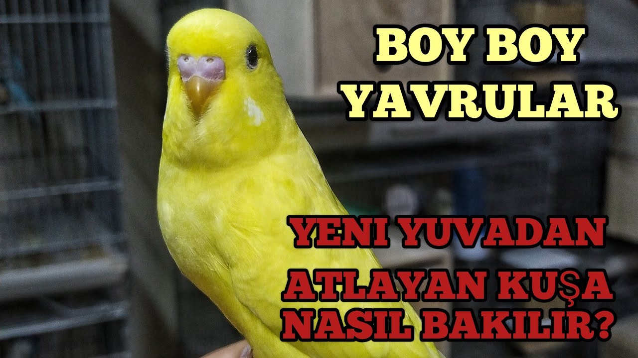 Üretimhanemizde Son Durum l Teksas Show Jumbo Yakaladık l Yuva Açılışı l Vlog