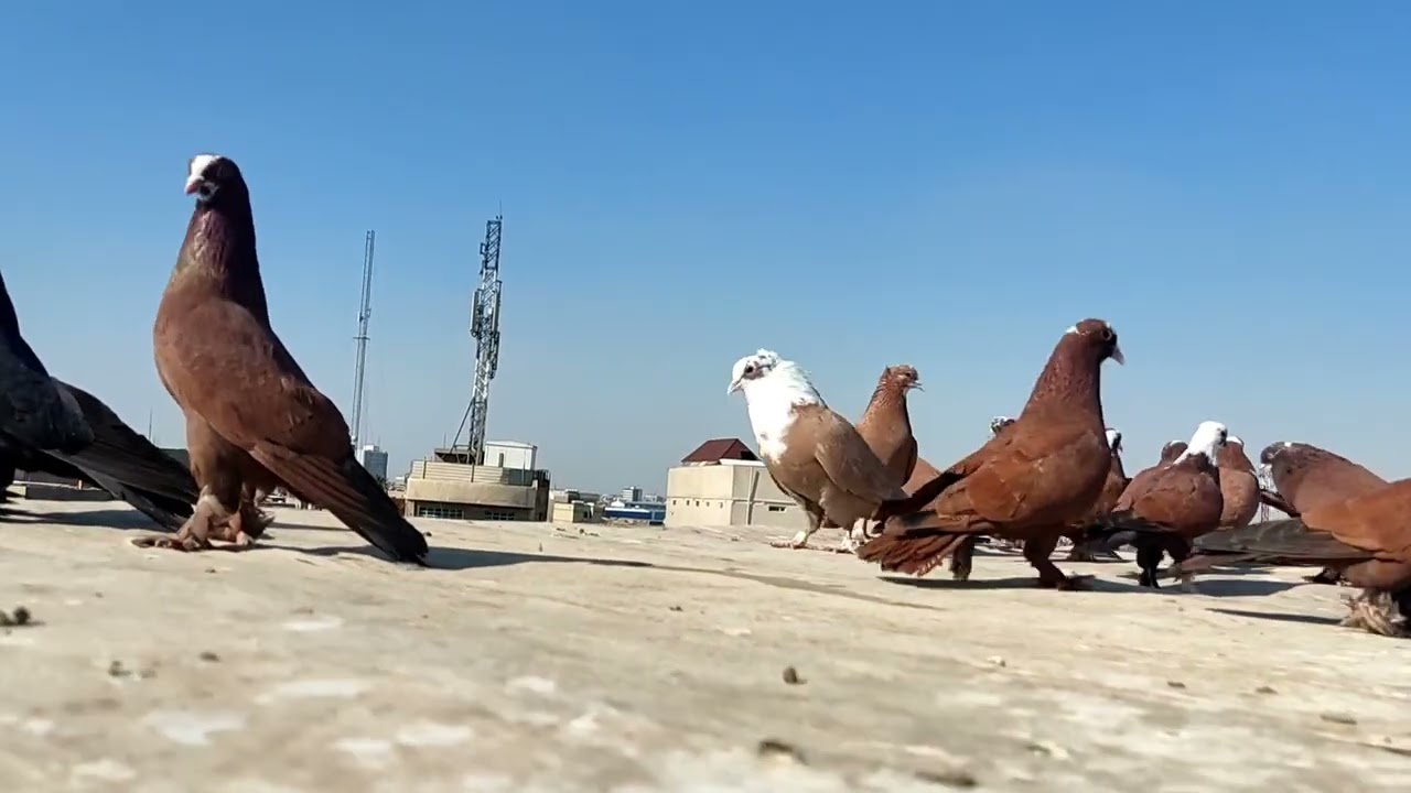 شوفو شنو وصل إلي بعد فراق 4اشهر بعته ورجع ابن الزبيري الرصاصي شوفو الفيديو كامل وتوفيق الجميع 🫶🫶🌹