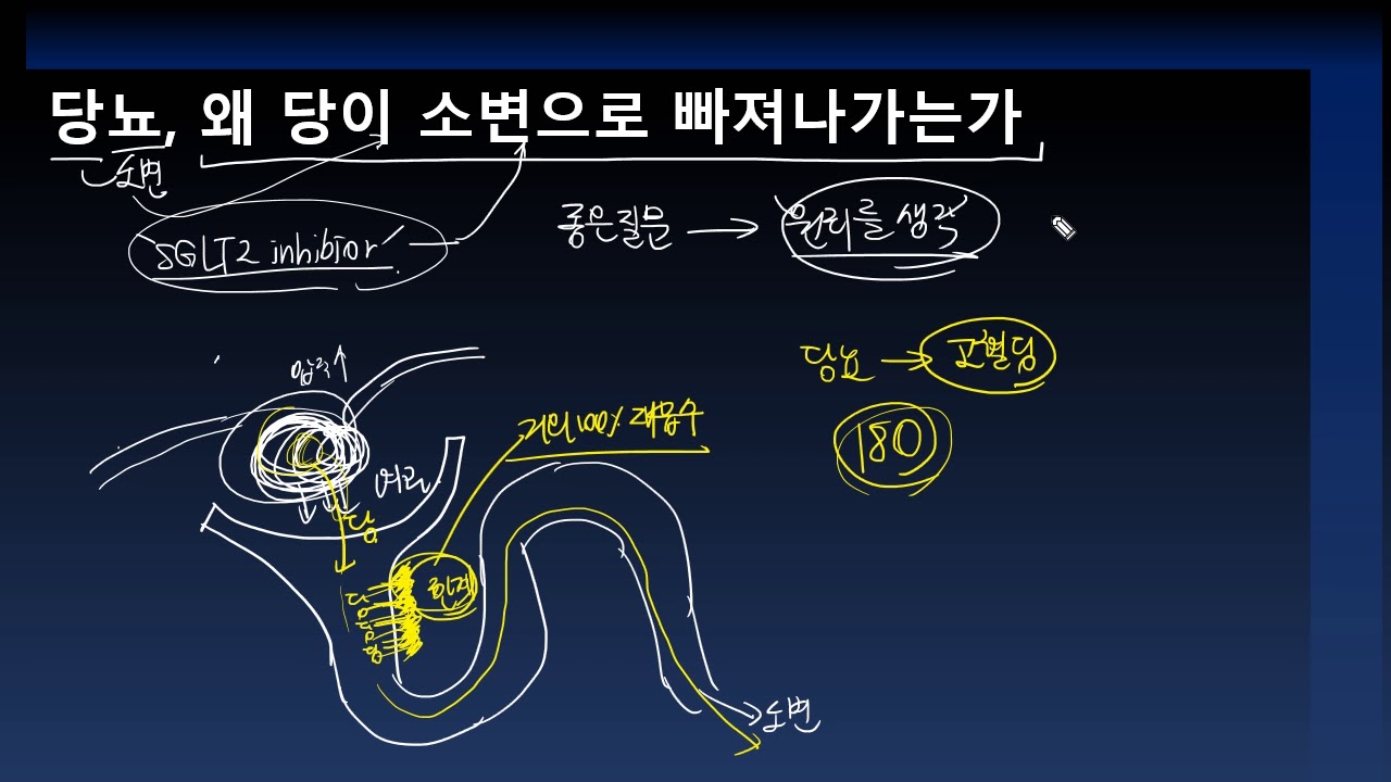 당뇨,  왜 당이 소변으로 빠져나가는가