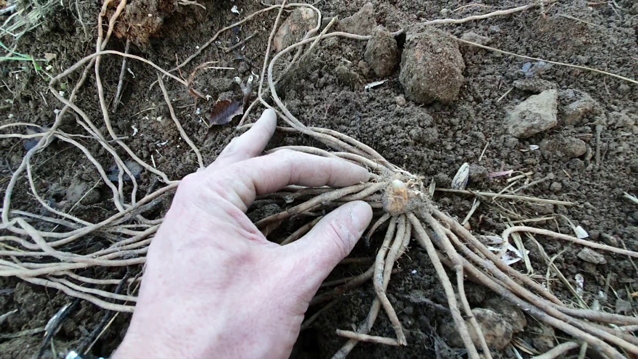 Plantación garras de espárragos.