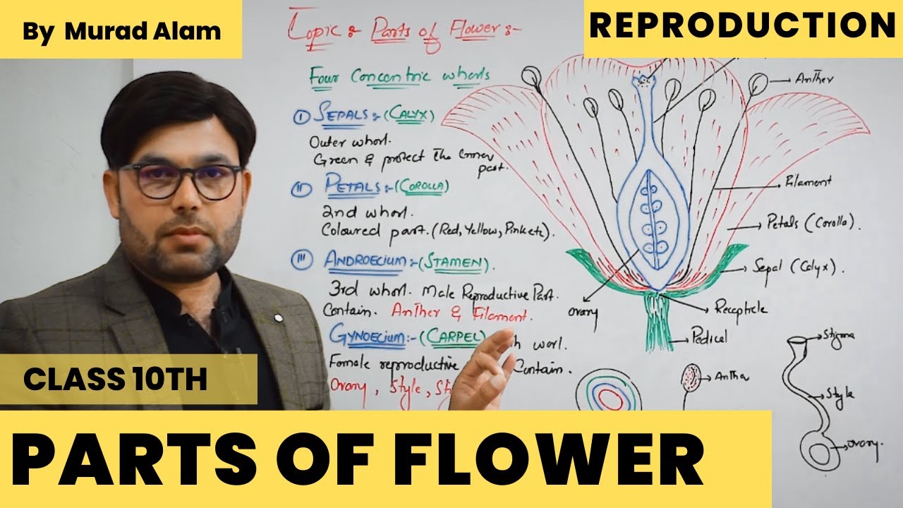Parts Of Flower (Sexual Reproduction) l Biology 10th Urdu/Hindi l Ch: Reproduction