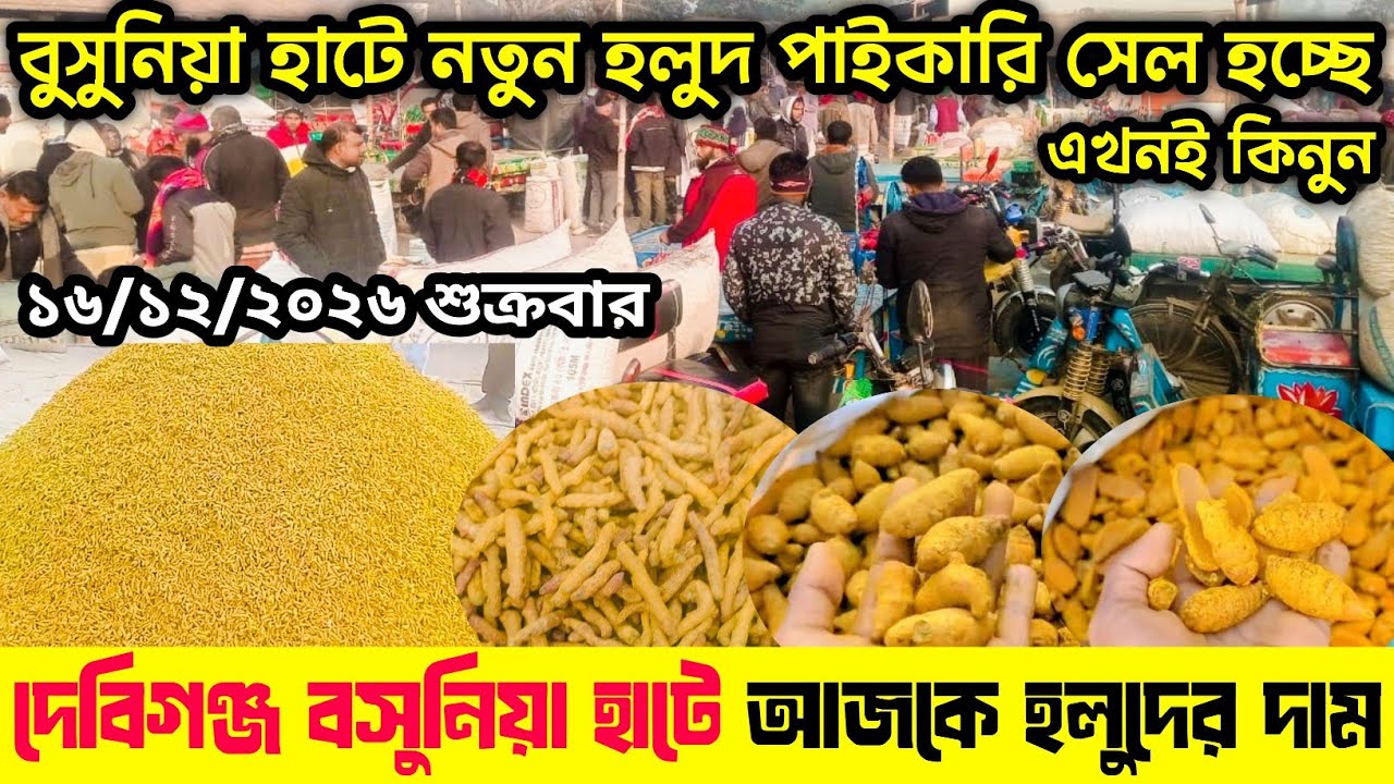পঞ্চগড় দেবিগঞ্জ বসুনিয়া শুকনা হলুদের পাইকারি বাজার | শুকনা হলুদের পাইকারি বাজার ২০২৬ |