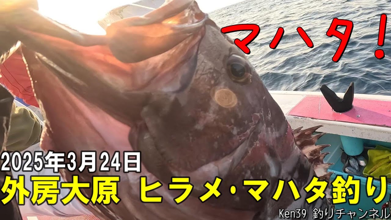 【外房大原 ヒラメ・マハタ釣り】2025年3月24日  [Sotobo Ohara Flathead and Mahata Fishing] March 24, 2025