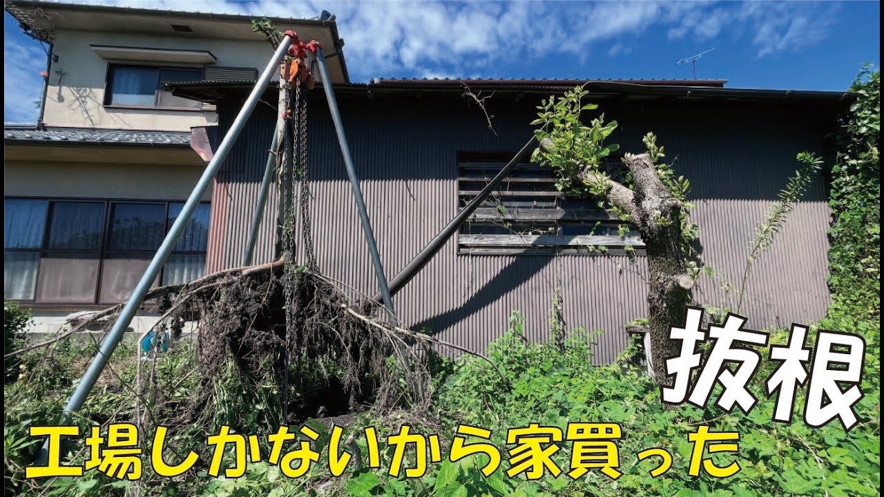 チェーンブロックで抜根しまくる。開拓。