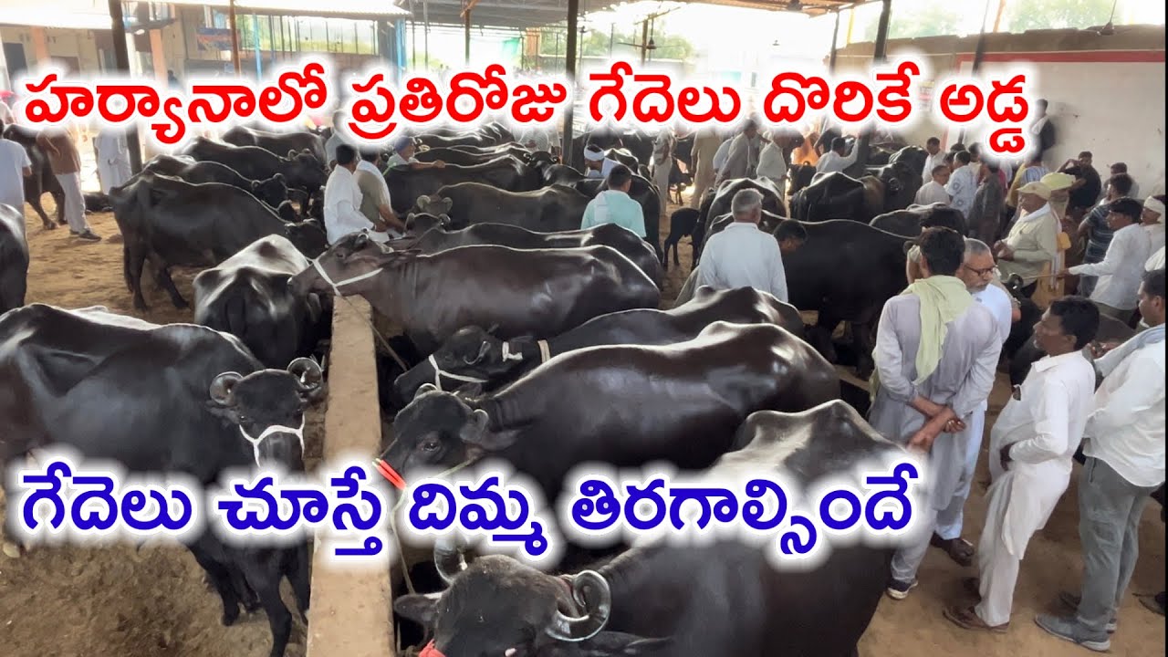 Murrah buffaloes Haryana |హర్యానా గేదెలు విజయవాడ హైదరాబాద్ వెళుతున్నాయి