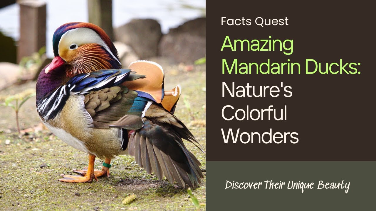 Fascinating Facts About Mandarin Ducks You Need to Know! 🦆🦆🦆